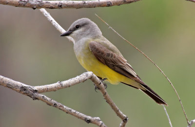 Western Kingbird 2015-05-13