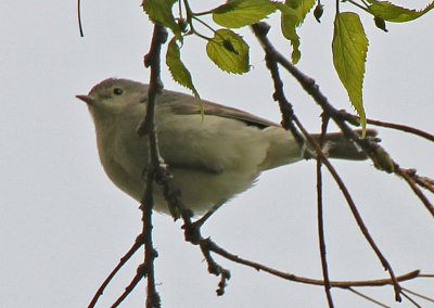 Lucy's Warbler 2015-05-10
