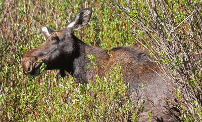 Moose 2015-06-08