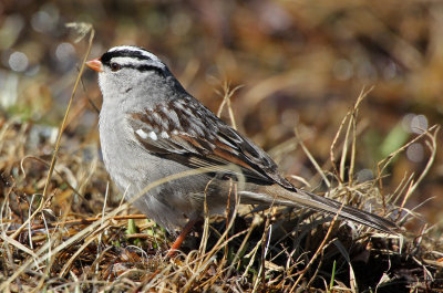 White-crowned Sparrow 2015-06-08