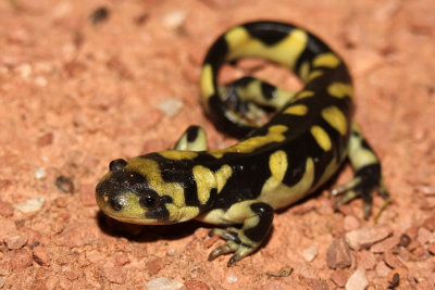 Barred Tiger Salamander 2015-06-02