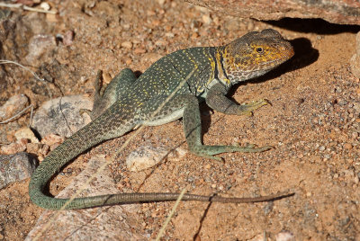 Eastern Collared Lizard 2015-05-31