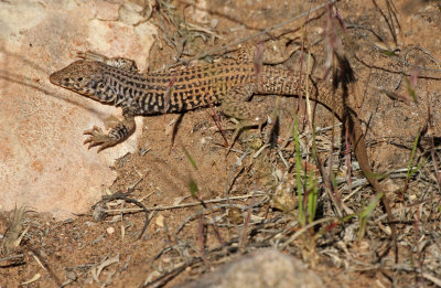 Northern Whiptail 2015-05-31