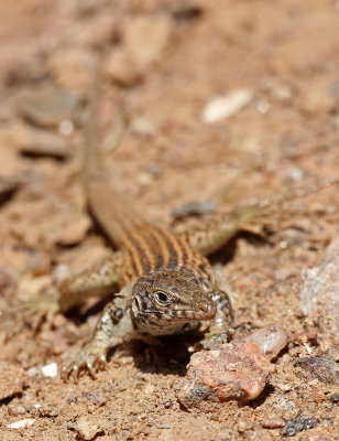 Northern Whiptail 2015-05-31
