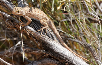 Plateau Fence Lizard 2015-05-31