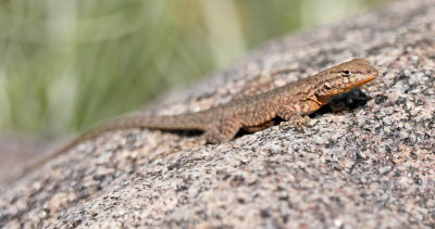 Plateau Side-blotched Lizard 2015-05-31