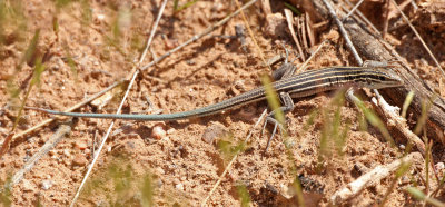 Plateau Striped Whiptail 2015-05-31