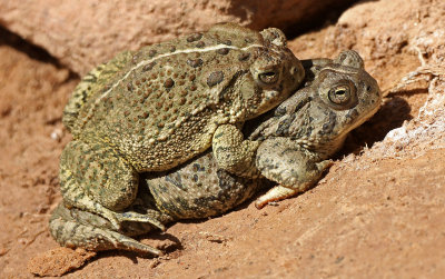 Woodhouse's Toad 2015-05-31