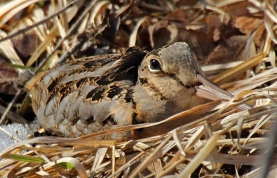 American Woodcock 2016-01-04