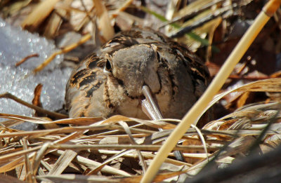 American Woodcock 2016-01-04