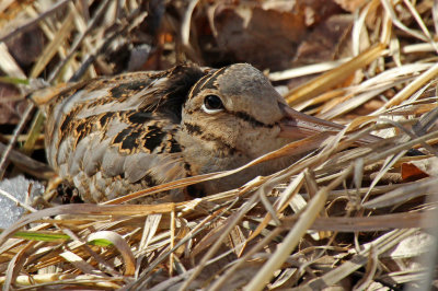 American Woodcock 2016-01-04