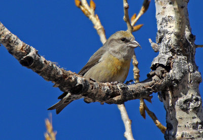 Red Crossbill 2016-01-01