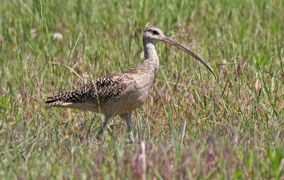 Long-billed Curlew 2015-06-28