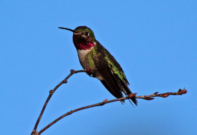 Broad-tailed Hummingbird 2015-07-27