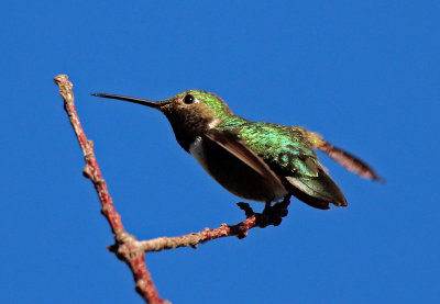 Broad-tailed Hummingbird 2015-07-27