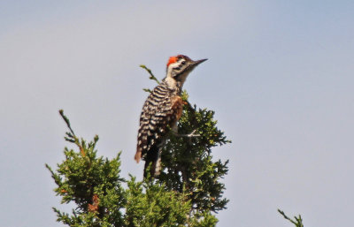 Ladder-backed Woodpecker 2015-07-12