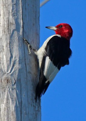 Red-headed Woodpecker 2015-08-02