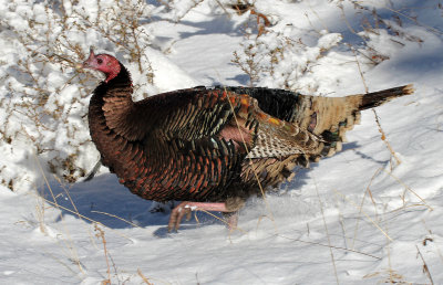 Wild Turkey 2015-11-29