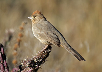 Canyon Towhee 2015-12-20