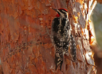 Red-naped Sapsucker 2015-12-20