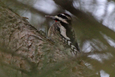 Yellow-bellied Sapsucker 2015-12-20