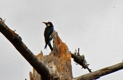 Acorn Woodpecker 2015-10-07