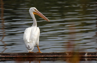 American White Pelican 2015-10-07