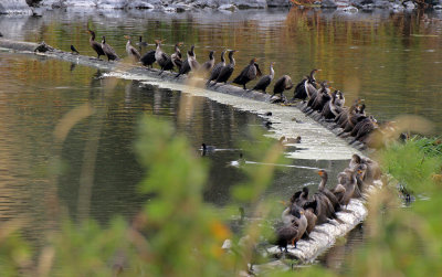 Double-crested Cormorant 2015-10-07