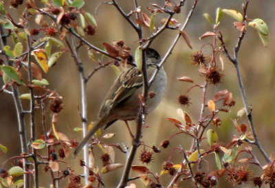 Golden-crowned Sparrow 2015-10-07