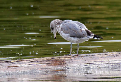 California Gull 2015-10-07