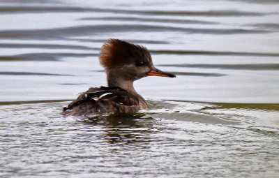 Hooded Merganser 2015-10-07