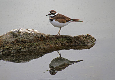 Killdeer 2015-10-07