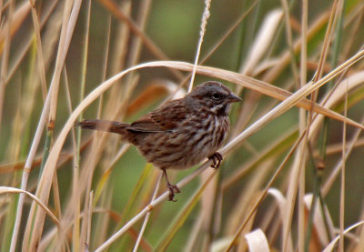 Song Sparrow 2015-10-07