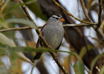 White-crowned Sparrow 2015-10-07
