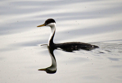 Western Grebe 2015-10-07