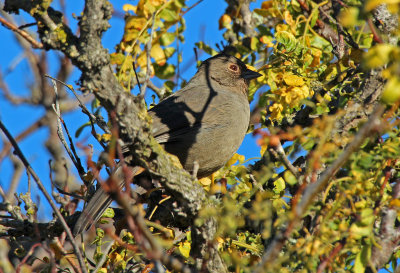 California Towhee 2015-10-09