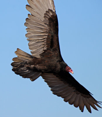 Turkey Vulture 2015-10-09