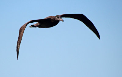 Black-footed Albatross 2015-10-10