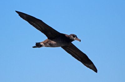 Black-footed Albatross 2015-10-10