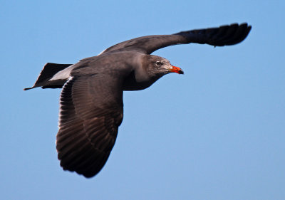 Heerman's Gull 2015-10-10