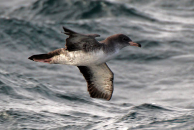 Pink-footed Shearwater 2015-10-10