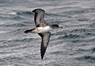 Pink-footed Shearwater 2015-10-10