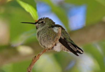 Anna's Hummingbird 2015-10-11