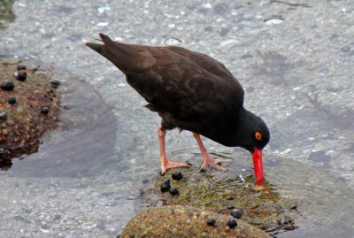 Black Oystercatcher 2015-10-11