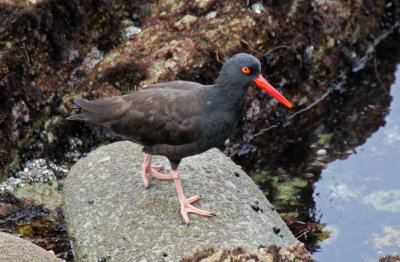 Black Oystercatcher 2015-10-11