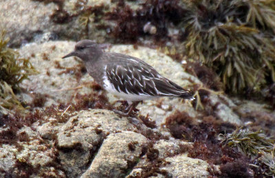 Black Turnstone 2015-10-11