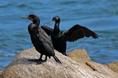 Brandt's Cormorant and Pelagic Cormorant 2015-10-11