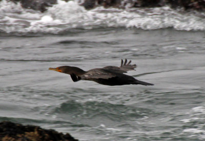Double-crested Cormorant 2015-10-11