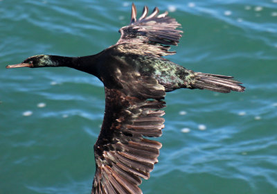 Pelagic Cormorant 2015-10-11
