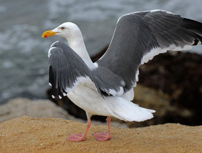 Western Gull 2015-10-11